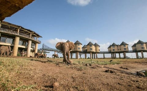 3 Days Private Safari To Saltlick Lodge From Nairobi
