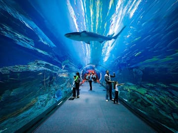 Burj Khalifa Visit, Dubai Mall Shopping, and Dhow Dinner Cruise