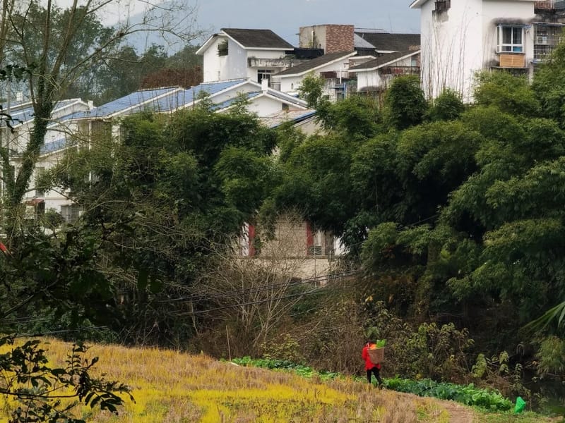 Chengdu: Bamboo Forest & Farmhouse Firewood Chicken Day Trip