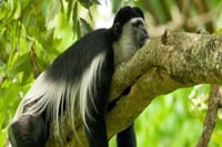 Colombus Monkey in Arusha