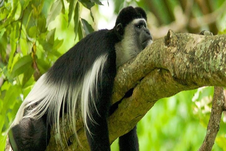 Colombus Monkey in Arusha