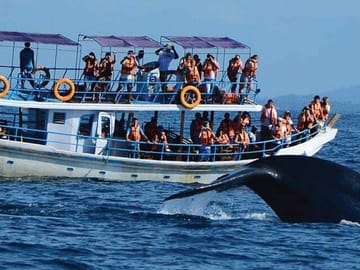 Half-Day Whale Watching Tour in Trincomalee, Sri Lanka