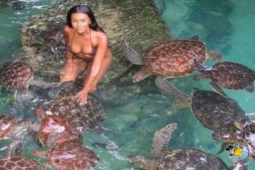 Baraka Aquarium in Swimming with Turtles and Sunset Dhow Cruise