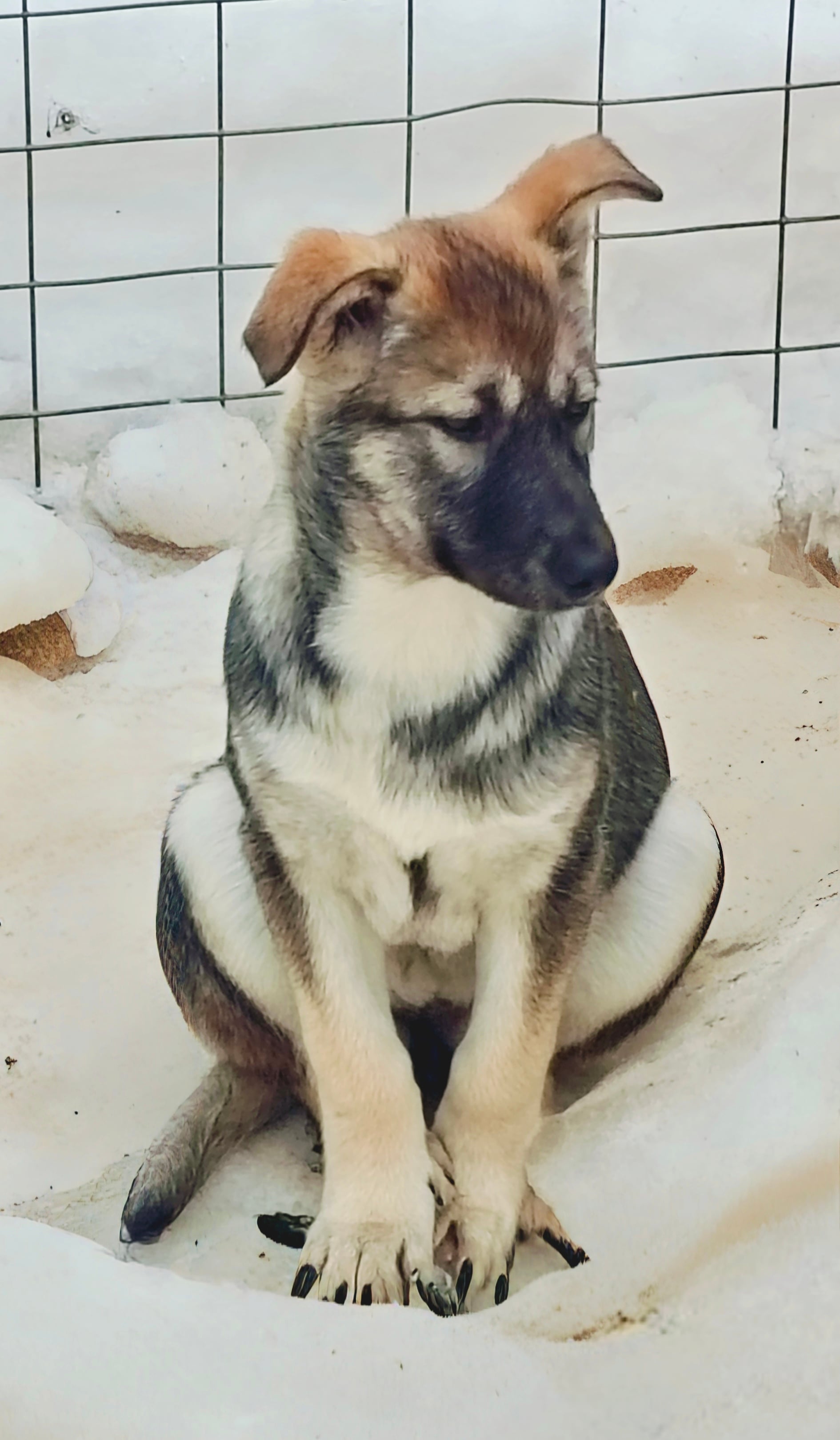 Cute Husky Puppy