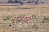 Experience the rush of spotting these elusive predators, blending into the grasslands with unmatched stealth!