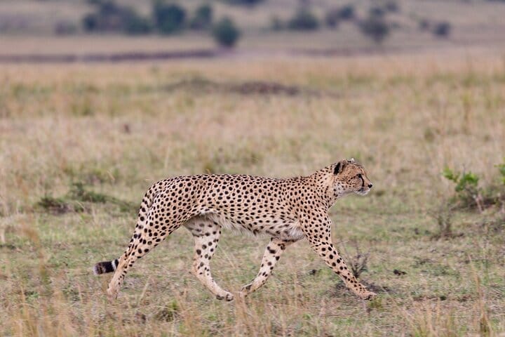 Experience the rush of spotting these elusive predators, blending into the grasslands with unmatched stealth!
