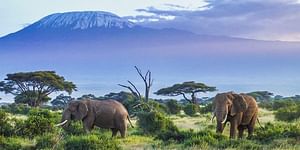 Kenya Affordable group safari