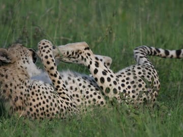 6-Day Safari Adventure in Nairobi, Nakuru, Naivasha, and Amboseli