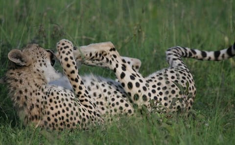 6-Day Safari Adventure in Nairobi, Nakuru, Naivasha, and Amboseli