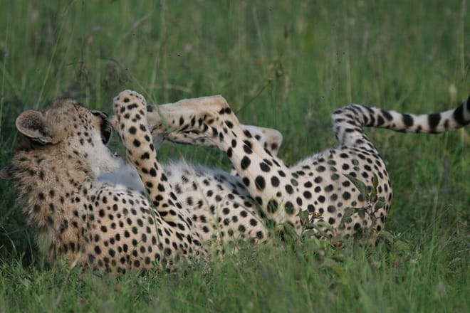 6-Day Group Joining Safari- Nairobi, Nakuru, Naivasha & Amboseli photo 3