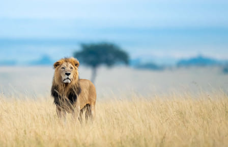 3 days group to maasai mara in 4×4 landcruiser no park fees