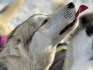 Sledding kiss