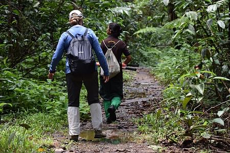 Sinharaja Rainforest Adventure: Explore Sri Lanka’s Biodiversity Gem