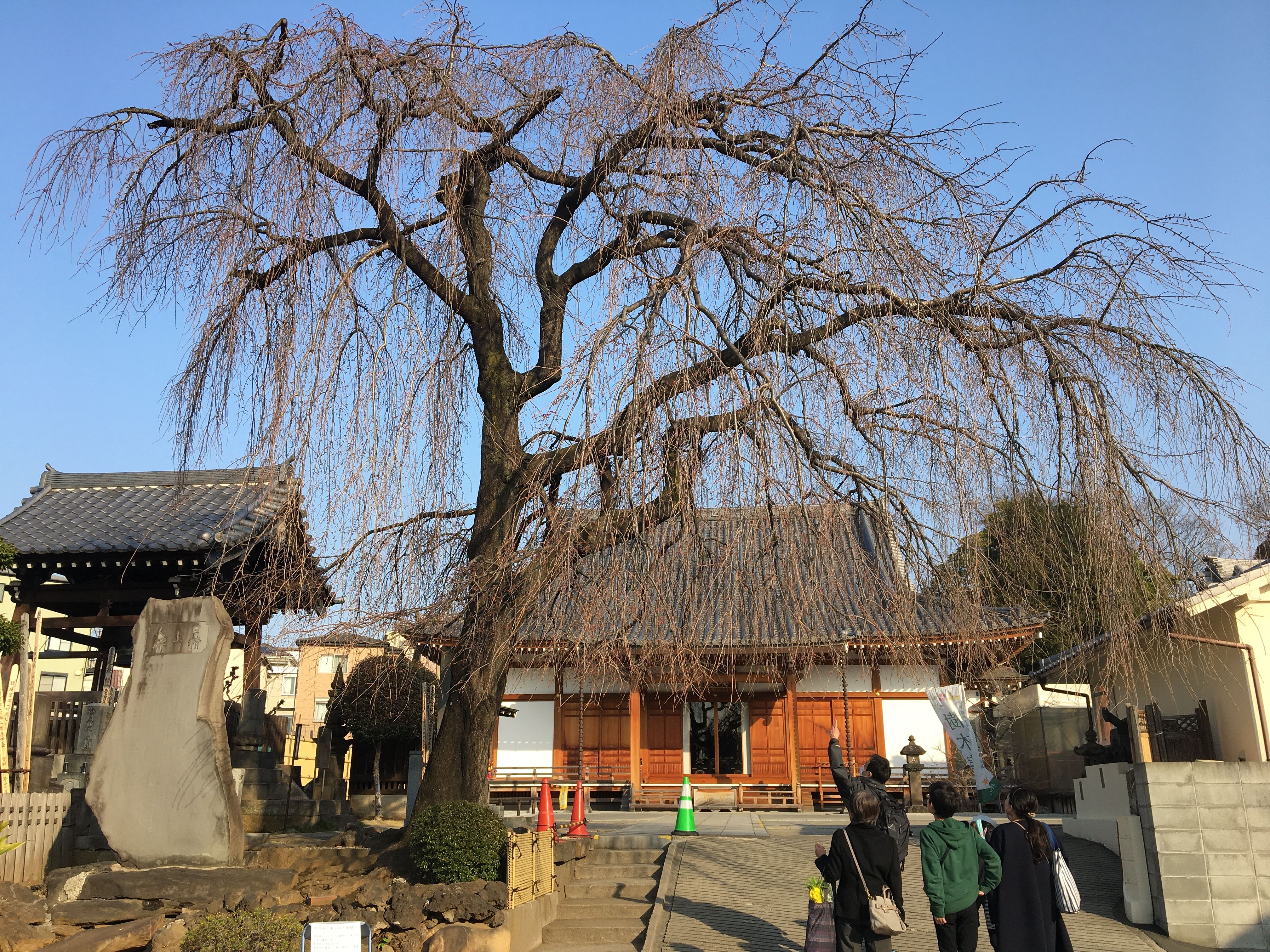 Home Visit in YANAKA with Homely and Local Experience and Tour