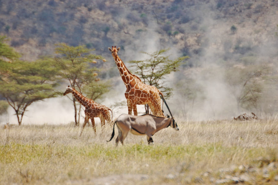 sighting samburu-special-five-luxury-safari