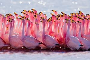 Laguna del Toro and Flamingo-Watching 4WD Tour from Salta