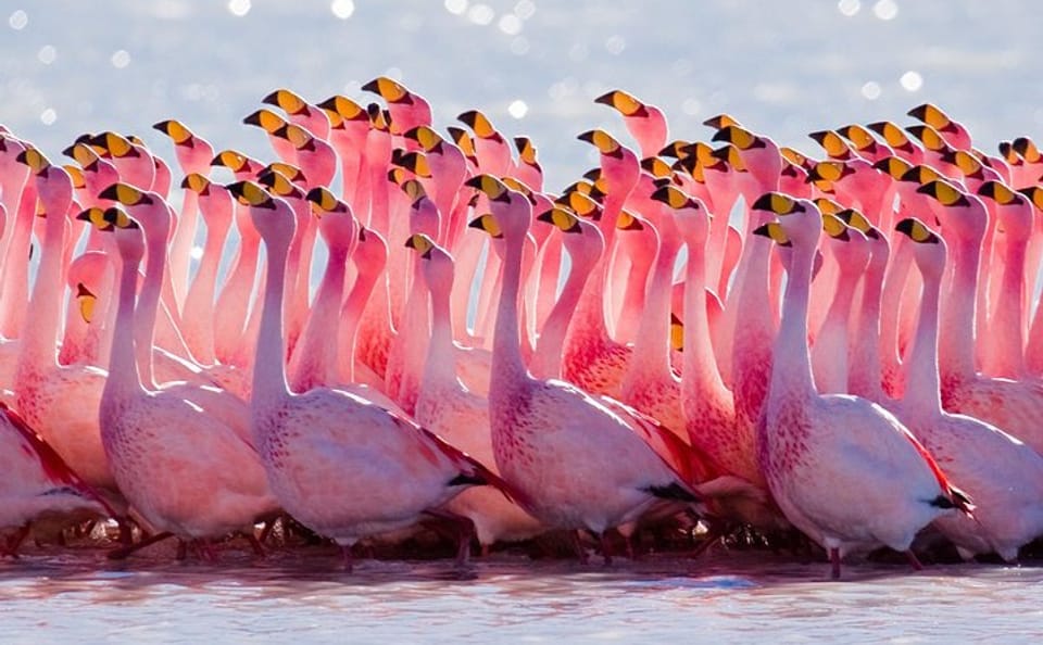Flamingo-Watching 4WD Tour at Laguna del Toro from Salta