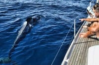 Premium Yacht Private Charter 5