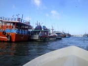 Muthurajawela Sanctuary Boat Safari with Bird Watching 6