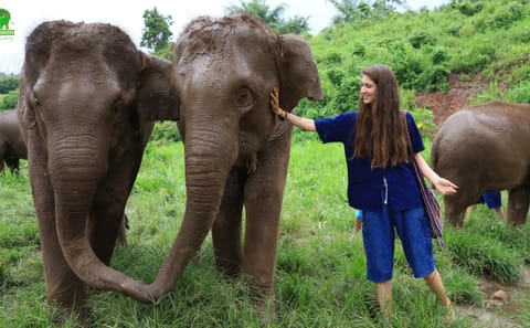 Elephant Sanctuary Half-Day Program with Ethical Interaction in Chiang Mai