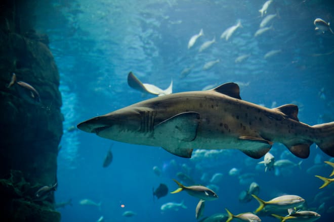 Istanbul: Aquarium Ticket with Shuttle Transfers photo 2