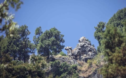Private Day Trip from Dehradun to Mussoorie with Scenic Views