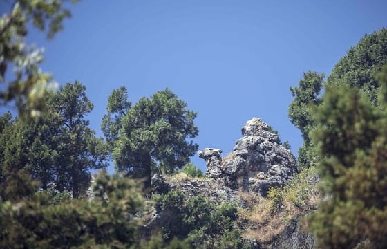 Nature’s Trail: Dehradun to Mussoorie Private Day Trip