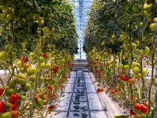Golden Circle and Lunch at Fridheimar Tomato Farm - with photos, photo 8