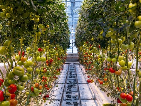 Golden Circle and Lunch at Fridheimar Tomato Farm - with photos, photo 8