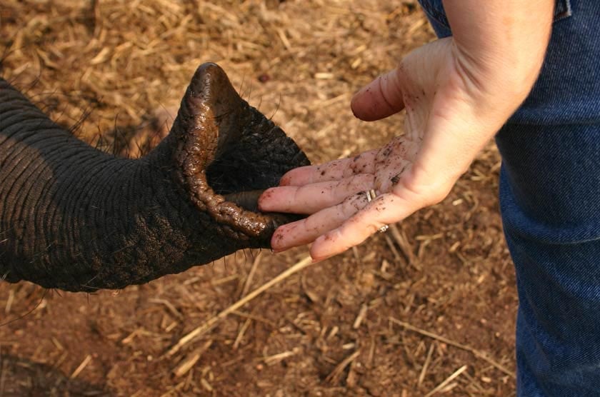 Elephant Interaction Experience 5