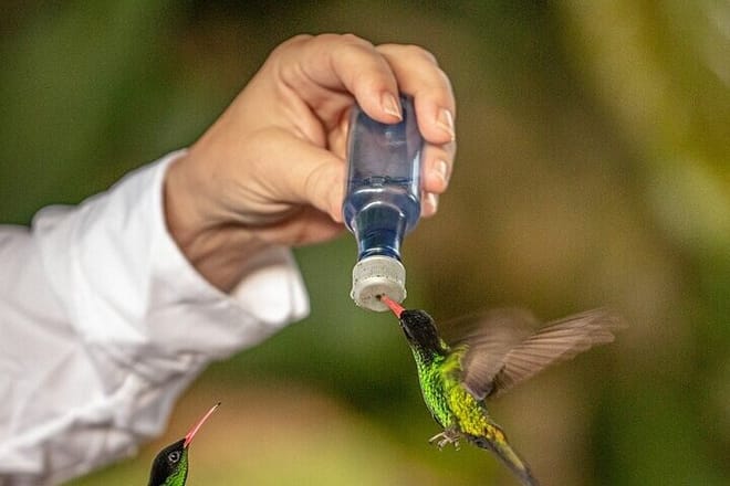 Rockland's Bird Sanctuary Tour from Montego Bay/ Falmouth 8