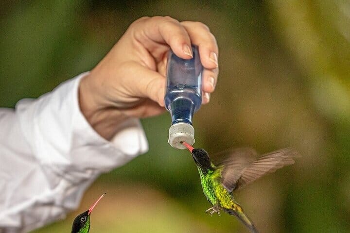 Rockland's Bird Sanctuary Tour from Montego Bay/ Falmouth 8