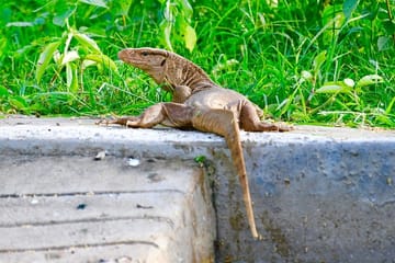 Skip The Line : Nahargarh Biological Park Tour, Jaipur