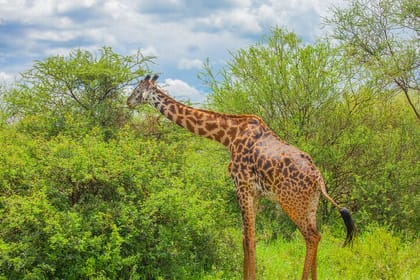 Tanzania Classic Safari 3 Days / 2 Nights