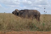  Memorable Group-Joining Nairobi Park Safari 6