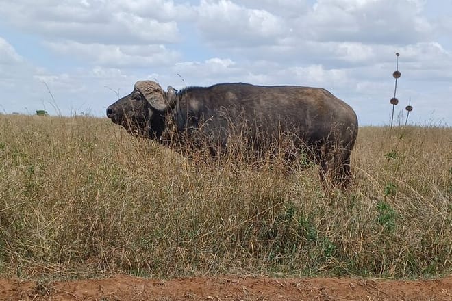  Memorable Group-Joining Nairobi Park Safari 6