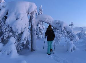 Arctic Reindeer Farm Experience with Snowshoeing in the Wild