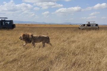 4-Day Safari Tour of Masai Mara, Lake Nakuru, and Hell's Gate
