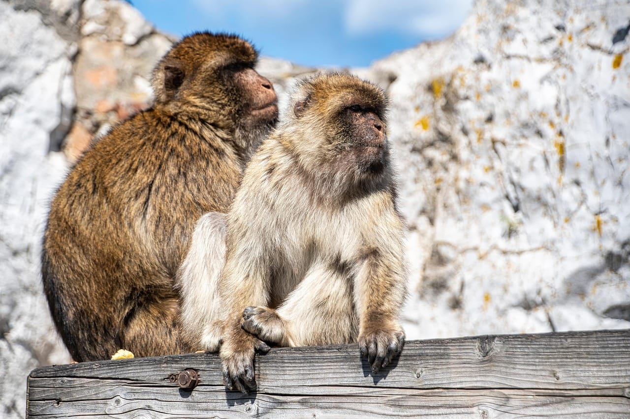 Excursión a Gibraltar desde Málaga y Costa del Sol 3