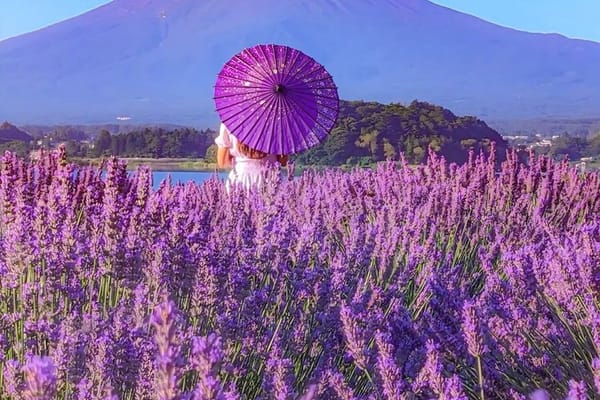 Mt. Fuji,Saiko Iyashi-no-Sato Nenba&Kawaguchi Lake