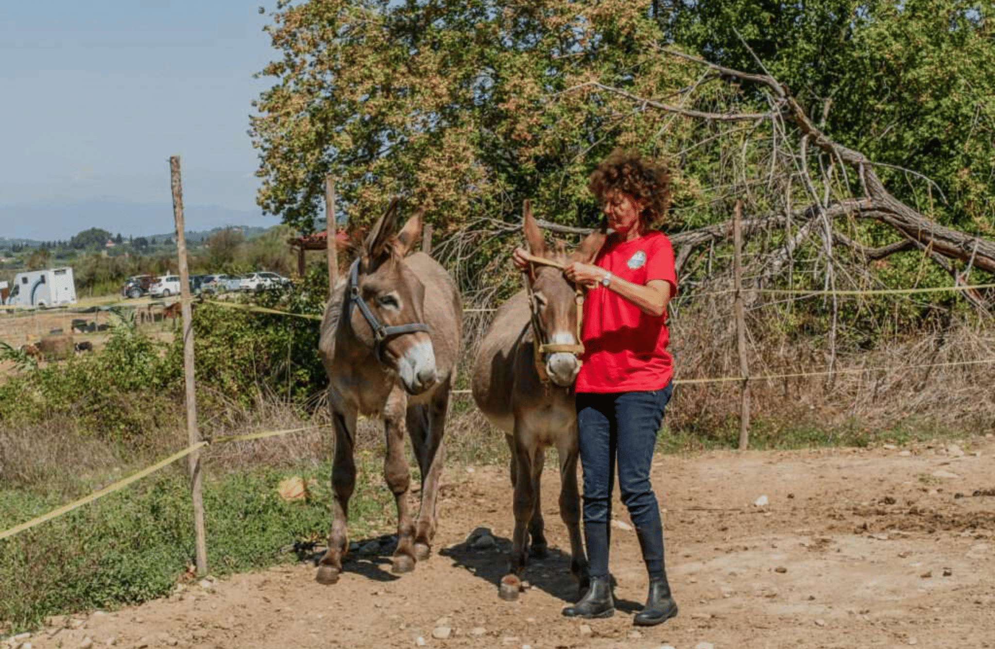 Walk with Donkeys in the Olive Orchard near Florence