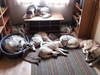 Husky Petting in Akureyri , photo 15