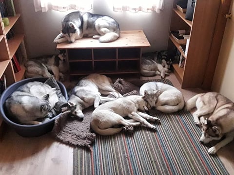Husky Petting in Akureyri , photo 15