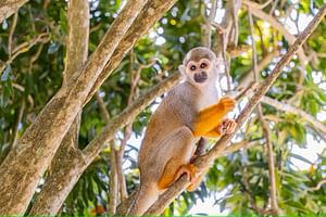 Monkey Jungle tour from Puerto Plata