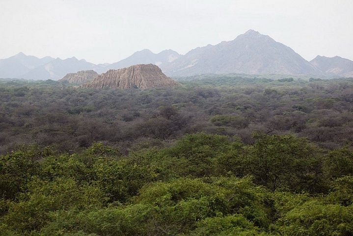 Pomac Forest & Sican Museum Adventure in Chiclayo, Peru