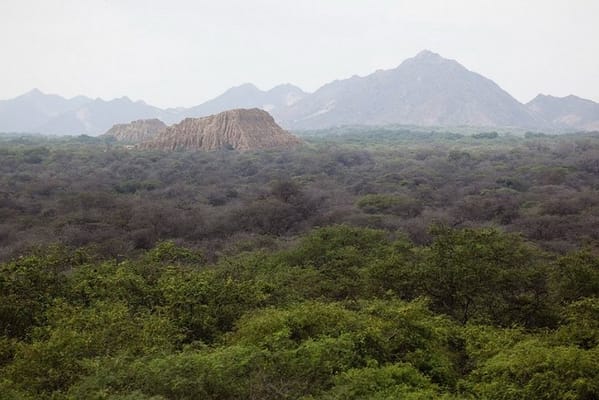 Pomac Forest Historic Sanctuary & Sican Museum in Chiclayo