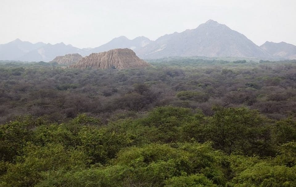 Pomac Forest Sanctuary and Sican Museum Tour in Chiclayo