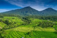 Full-Day Trip UNESCO Rice Terrace, Water Temple & Tanah Lot 9