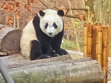 Chengdu Giant Panda Base half day tour