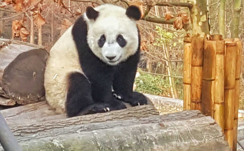 Chengdu Giant Panda Base half day tour